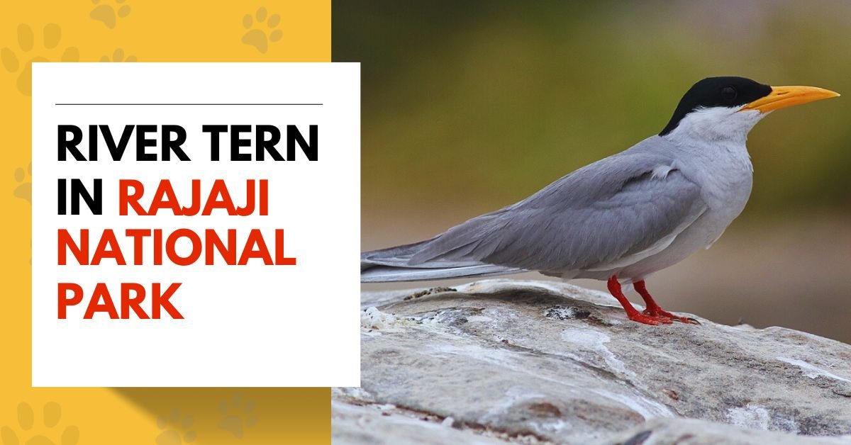 River Tern in Rajaji National Park