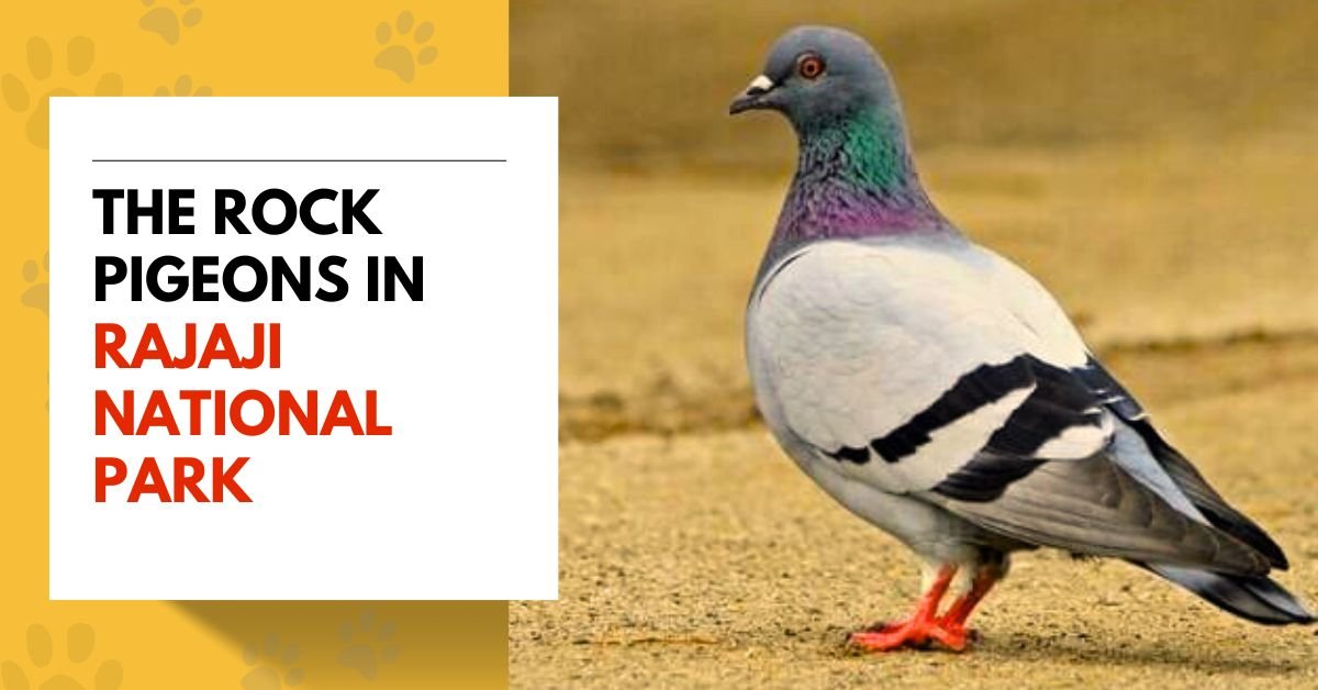 The Rock Pigeons in Rajaji National Park