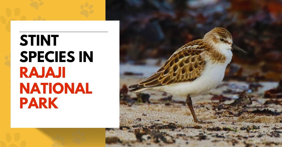 Stint Species in Rajaji National Park