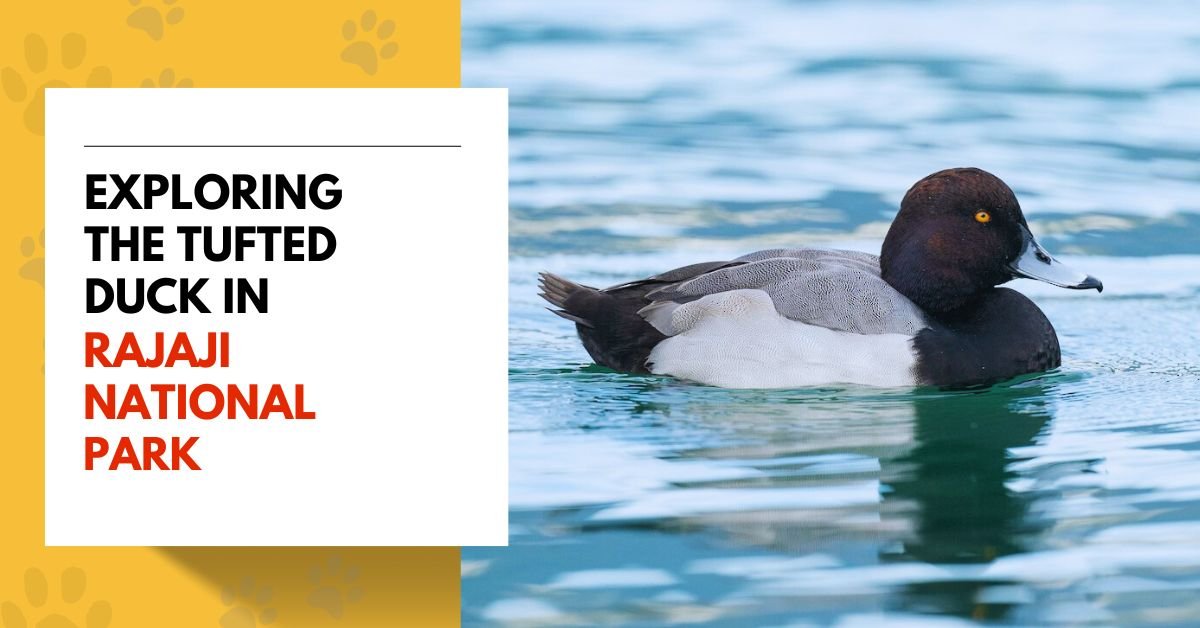 Exploring the Tufted Duck in Rajaji National Park