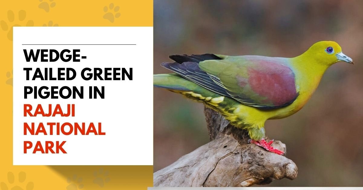 Wedge-tailed green pigeon in Rajaji National Park