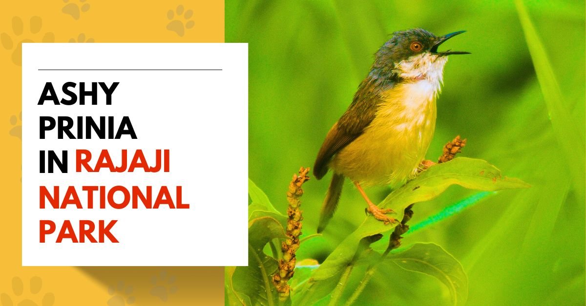 Ashy Prinia