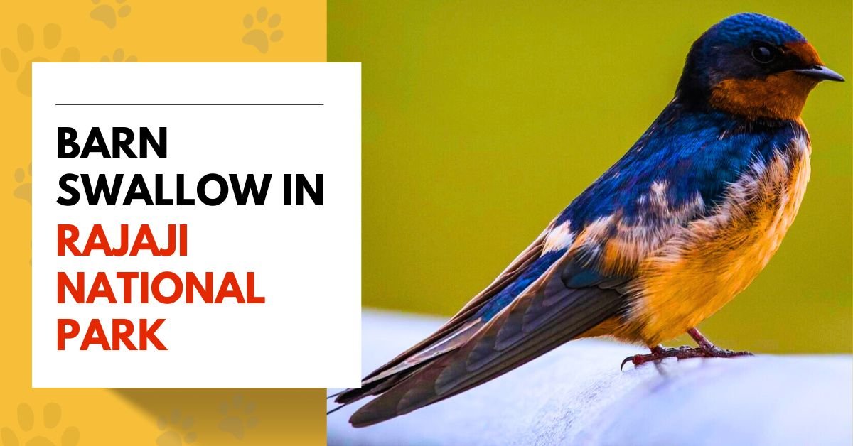 Barn Swallow