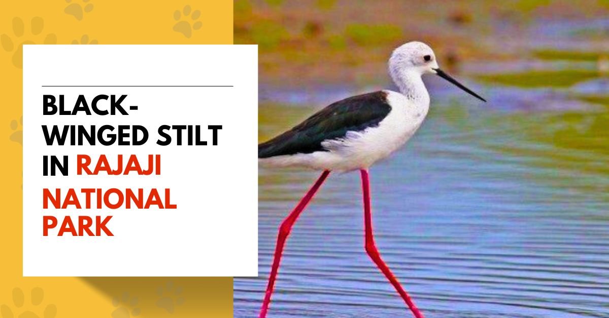 Black-winged Stilt