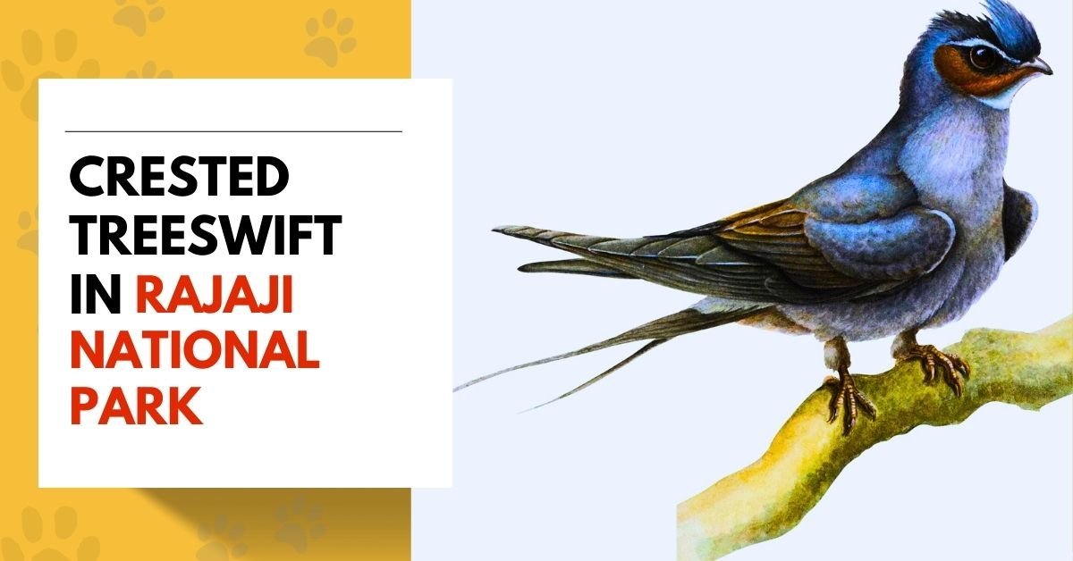 Crested Treeswift