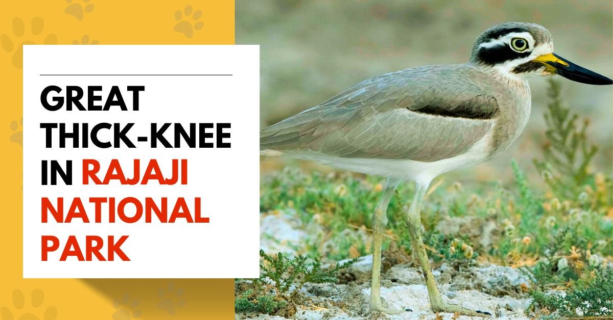 Great Thick-knee in