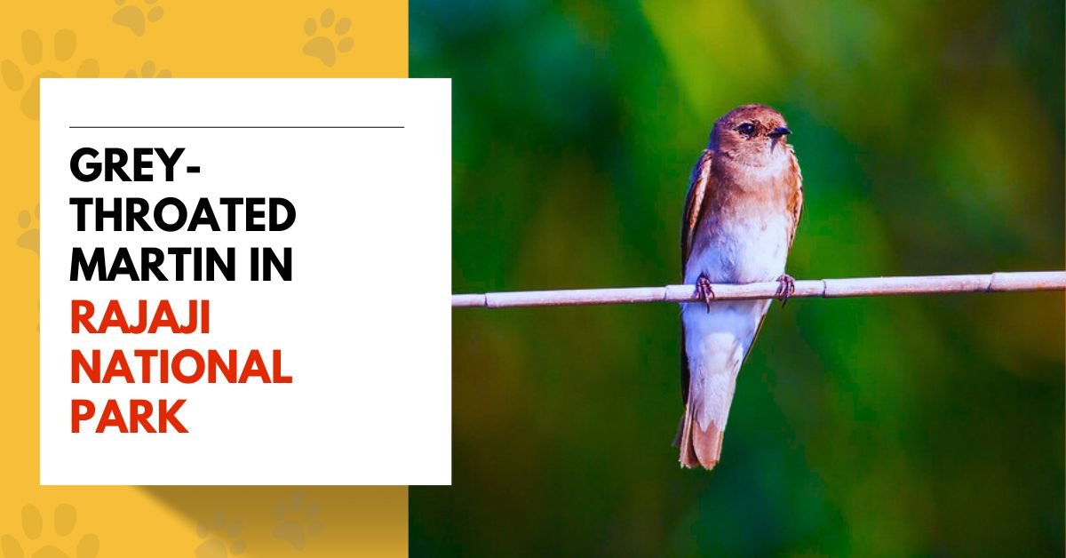 Grey-throated Martin