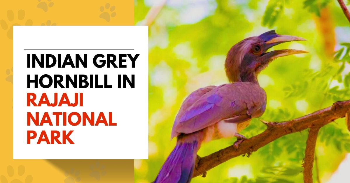 Indian Grey Hornbill