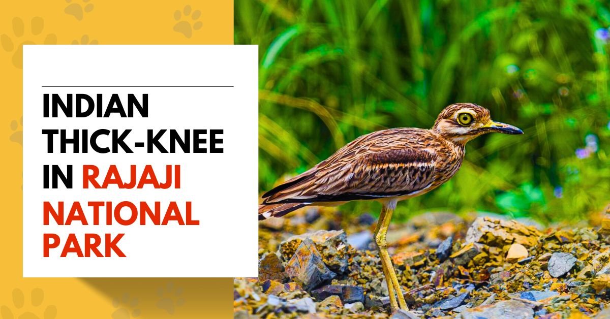 Indian Thick-knee