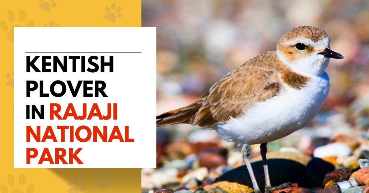Kentish Plover in Rajaji National Park