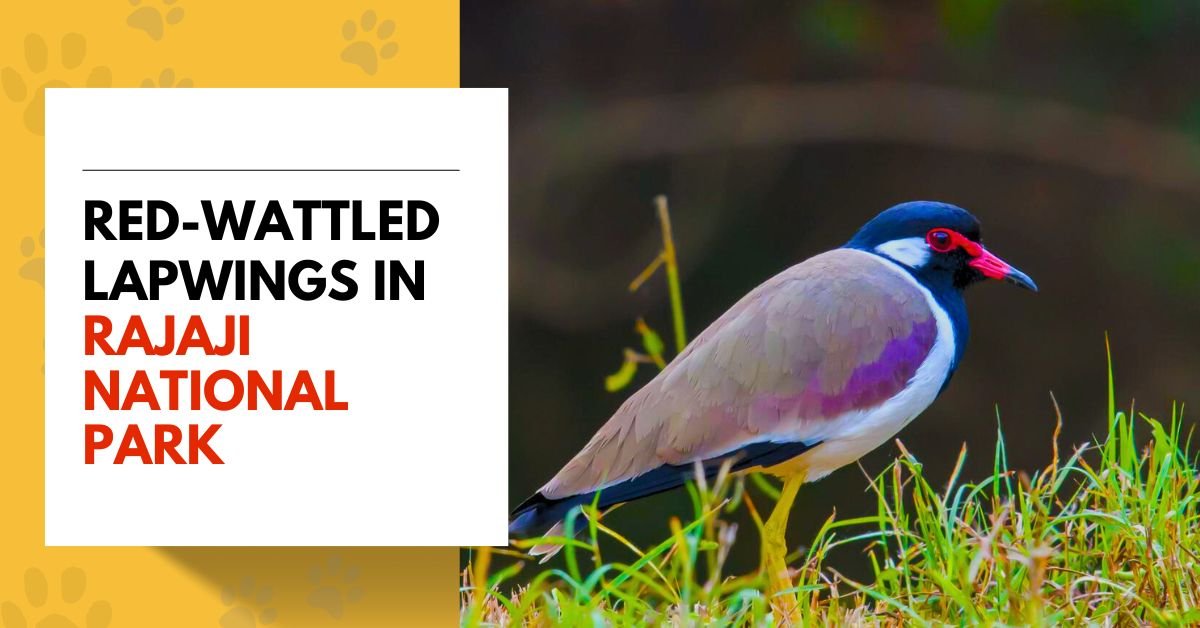 Red-wattled Lapwings
