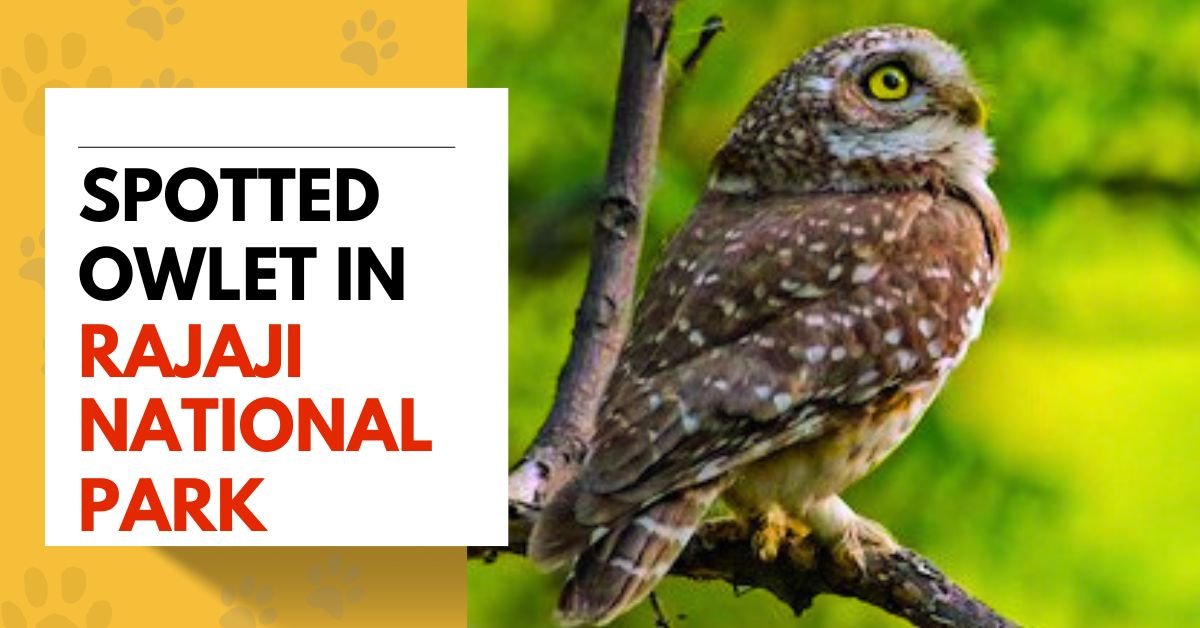 Spotted Owlet (Athene brama) in Rajaji National Park
