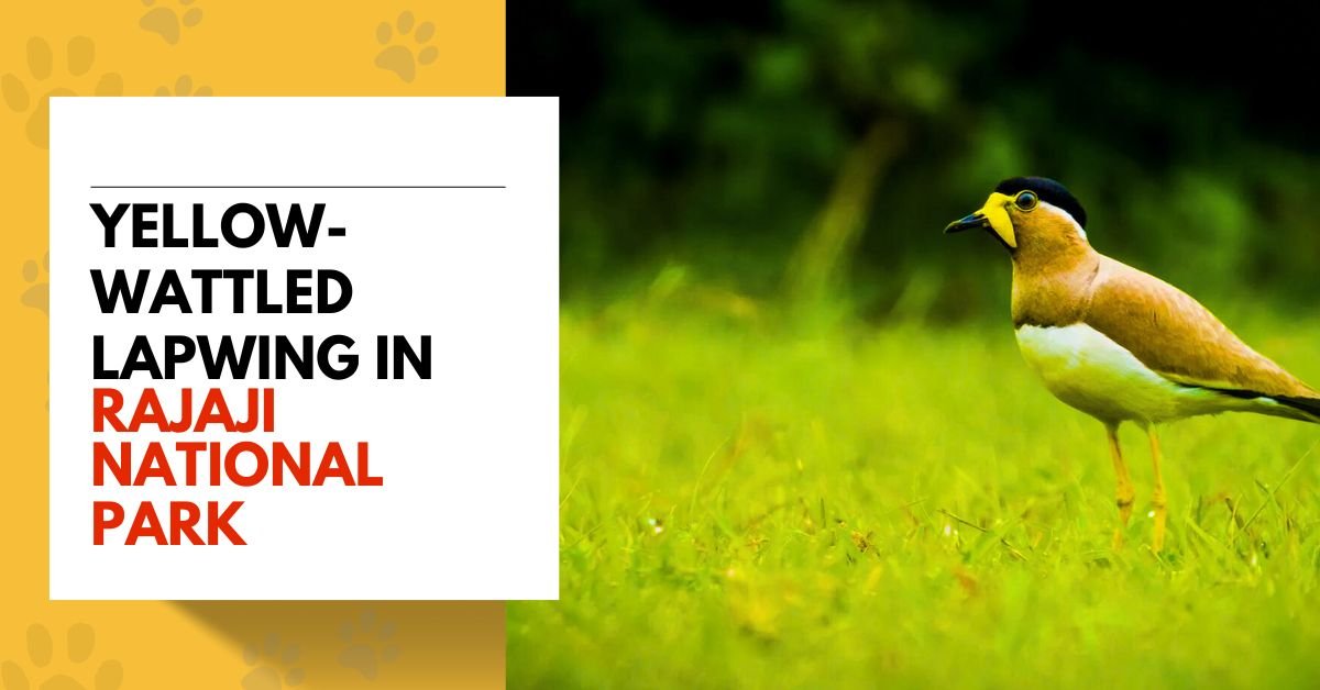 Yellow-wattled Lapwing