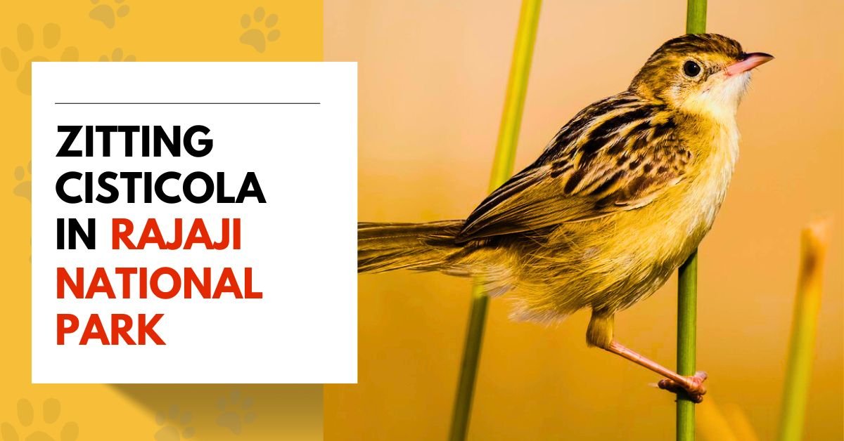 Zitting Cisticola