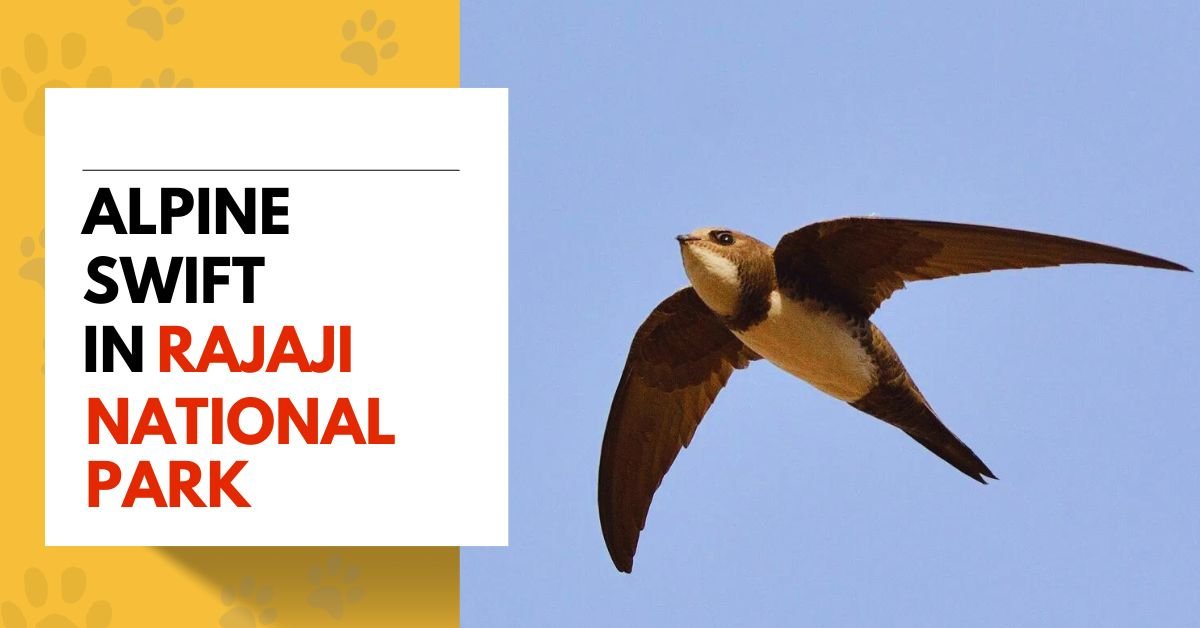 Alpine Swift in Rajaji National Park