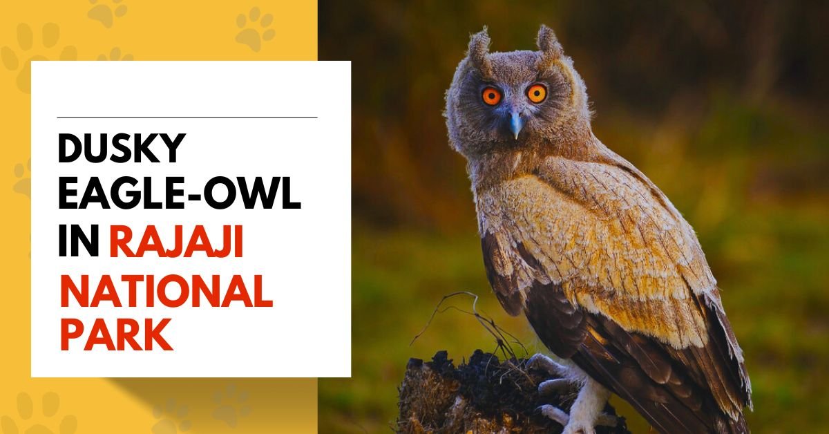 Dusky Eagle-Owl