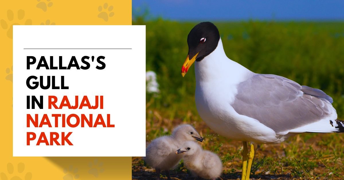 Pallas's Gull