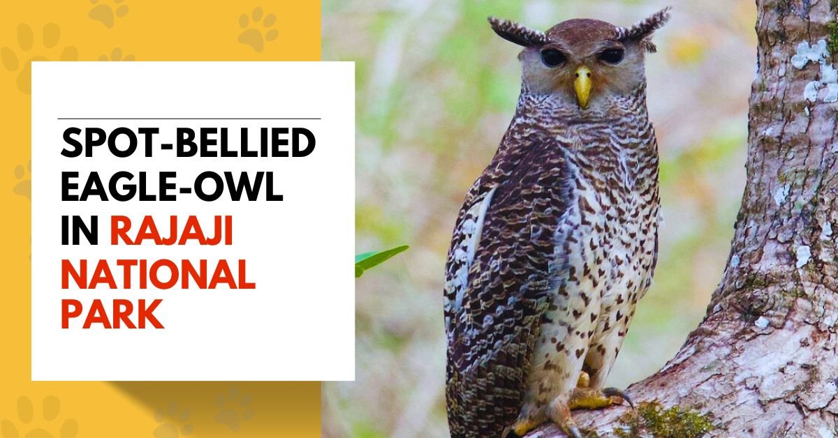Spot-bellied Eagle-Owl