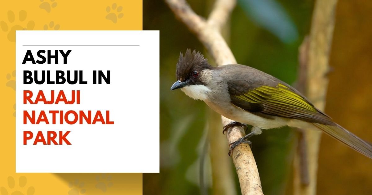 Ashy Bulbul in Rajaji National Park