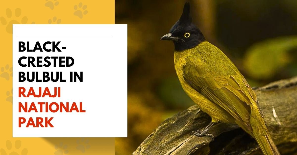 Black-Crested Bulbul in Rajaji National Park