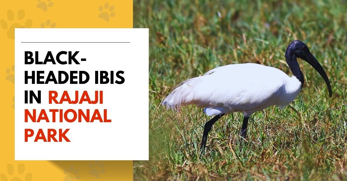 Black-headed Ibis
