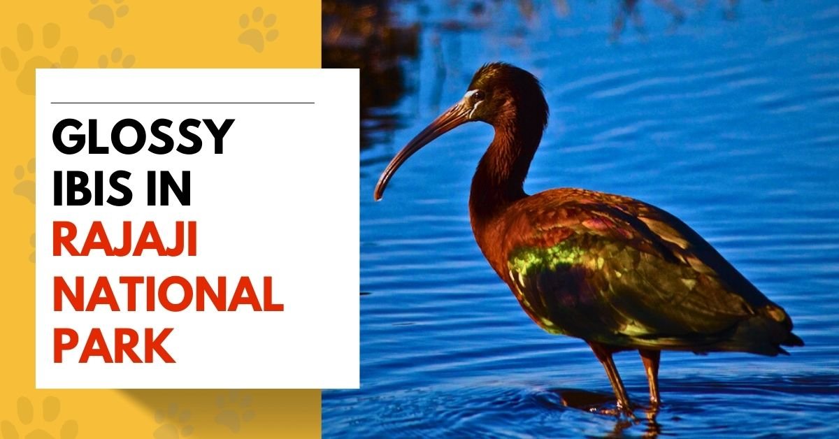 Glossy Ibis