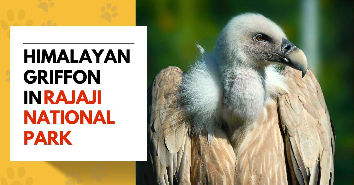 Himalayan Griffon