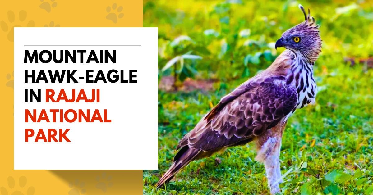 Mountain Hawk-Eagle