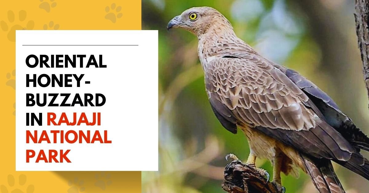 Oriental Honey-buzzard