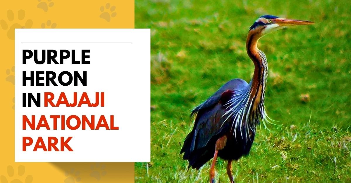 Purple Heron in Rajaji National Park