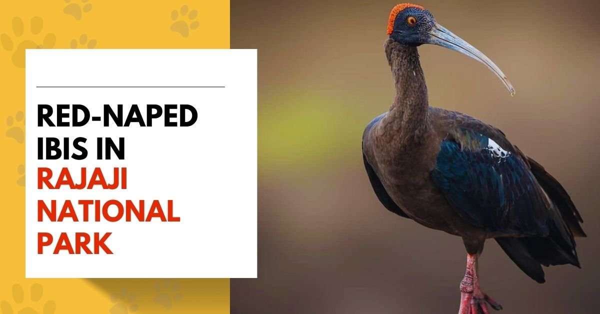 Red-naped Ibis in Rajaji National Park