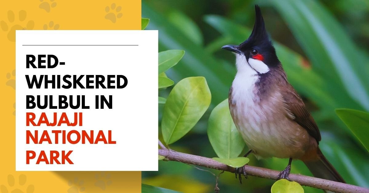 Red-whiskered Bulbul