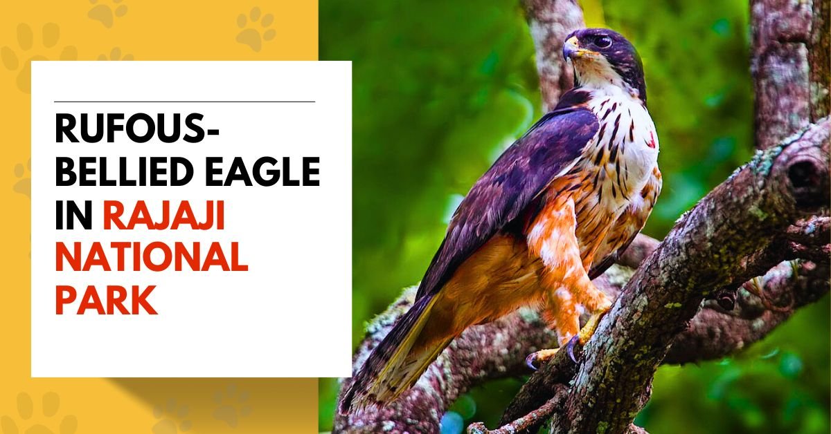 Rufous-bellied Eagle
