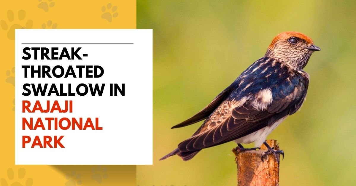 Streak-Throated Swallow in Rajaji National Park