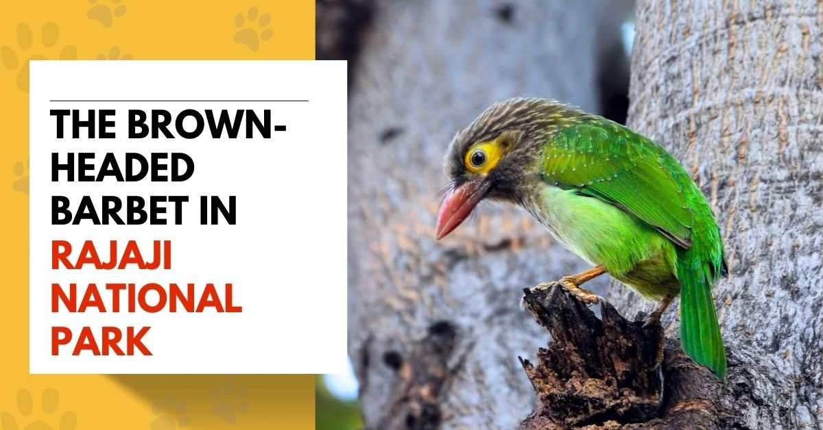 The Brown-headed Barbet | A Vibrant Resident of Rajaji National Park