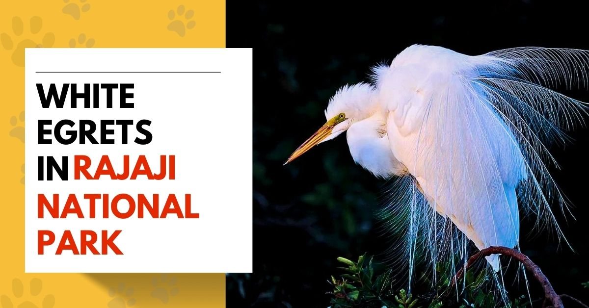 White Egrets
