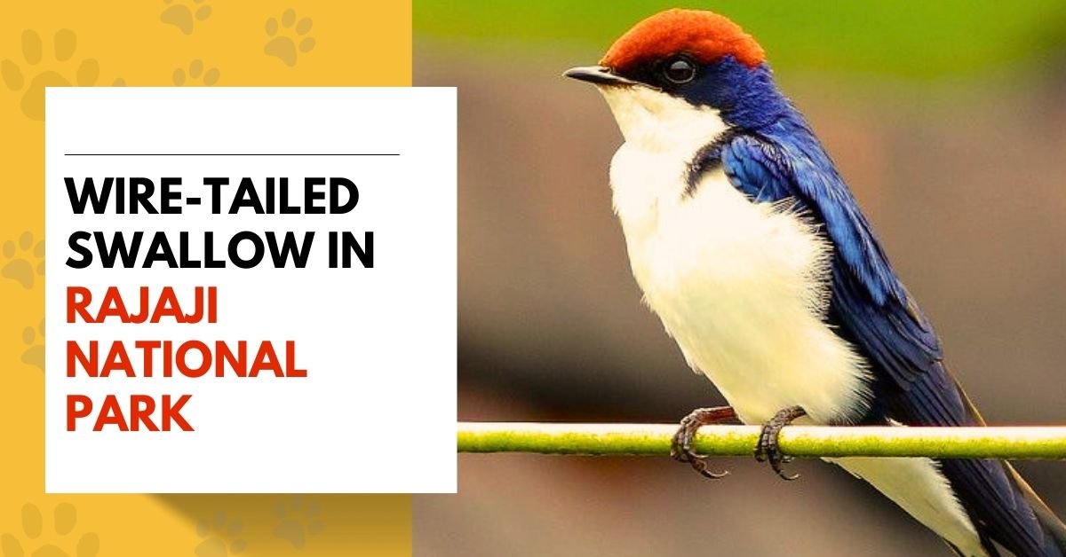 Wire-tailed Swallow in Rajaji National Park