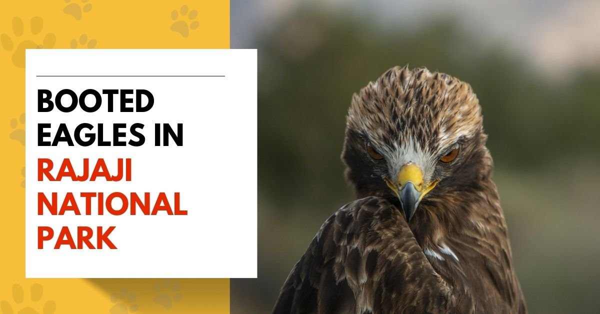 Booted Eagles in Rajaji National Park