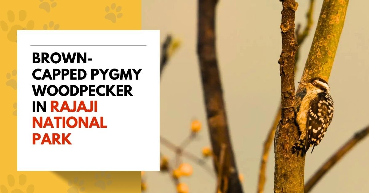 Brown-capped Pygmy Woodpecker in Rajaji National Park