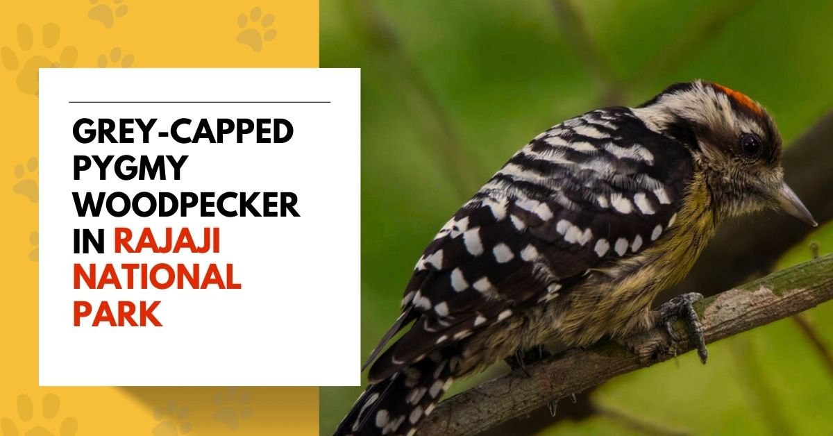 Grey-capped Pygmy Woodpecker in Rajaji National Park