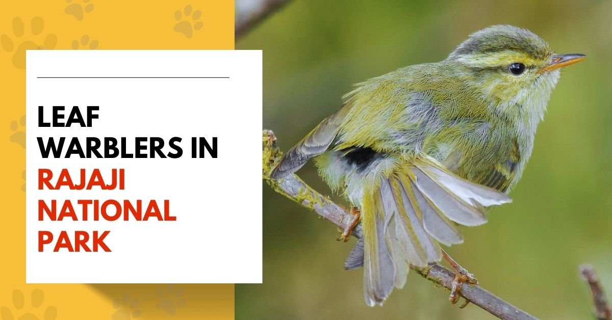 Leaf Warblers in Rajaji National Park
