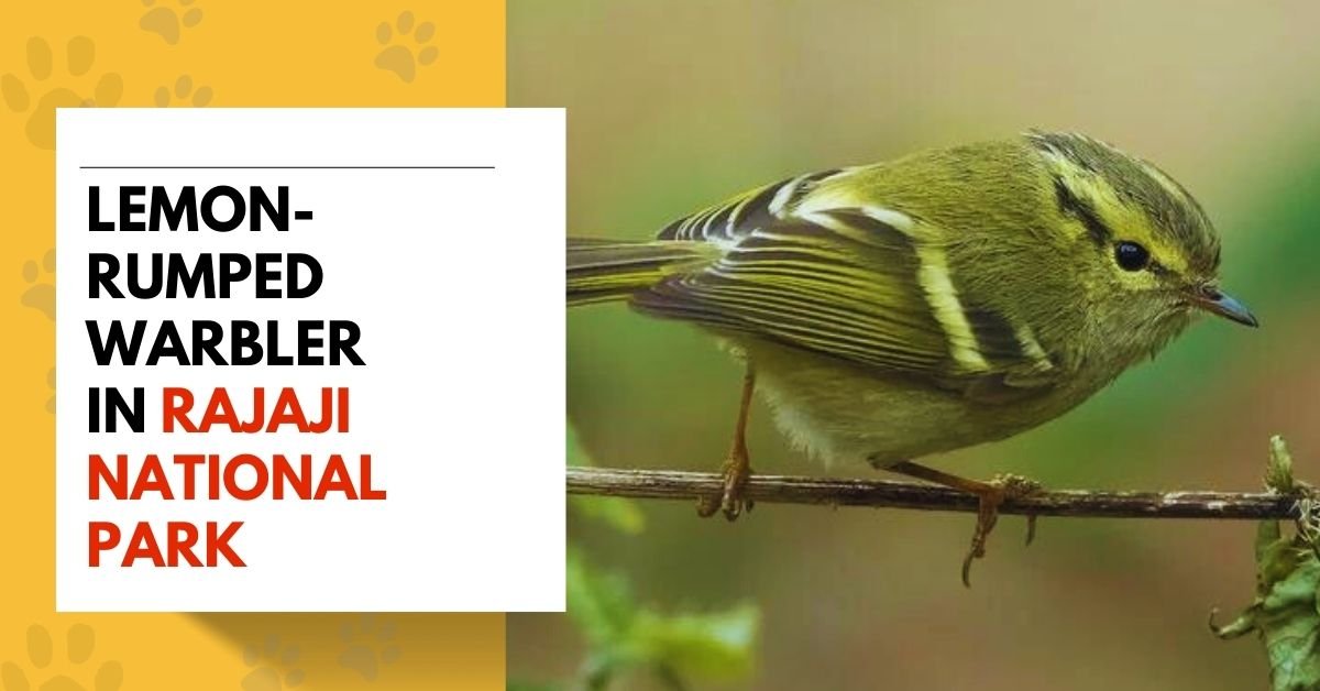 Lemon-rumped Warbler