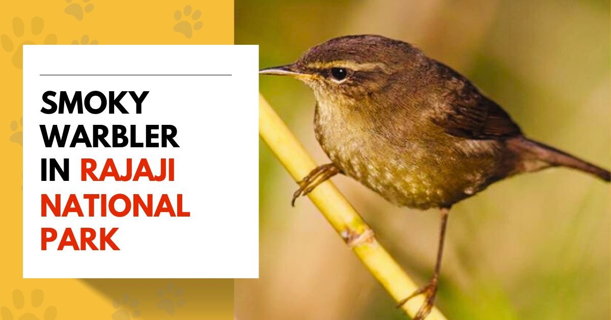 Smoky Warbler in Rajaji National Park