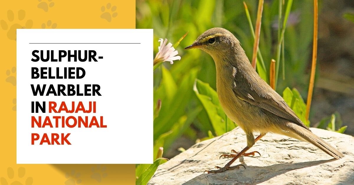 Sulphur-bellied Warbler in Rajaji