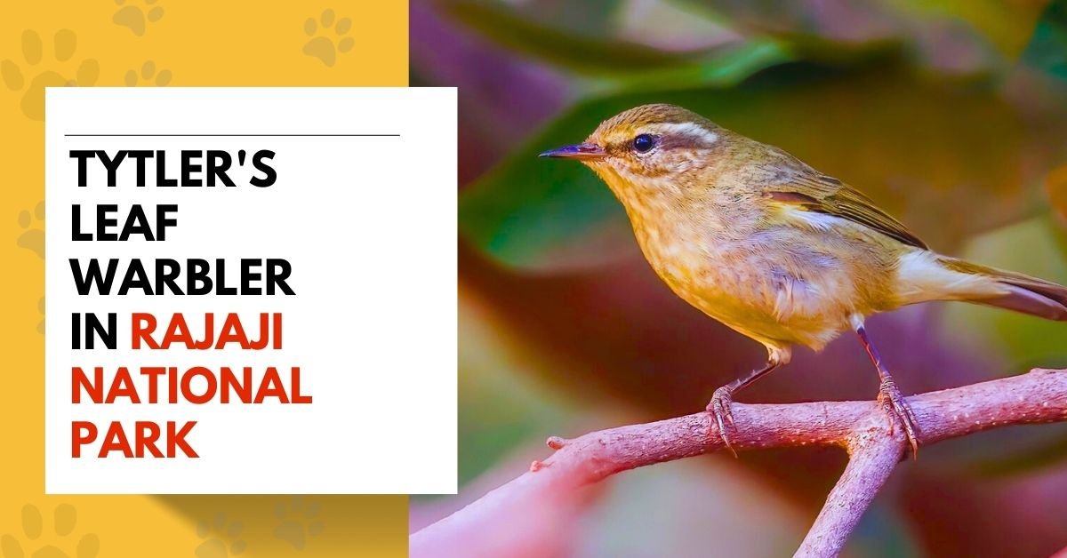 Tytler's Leaf Warbler
