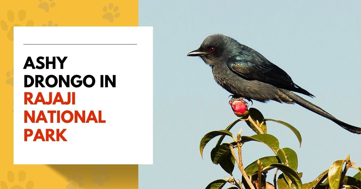 Ashy Drongo in Rajaji National Park