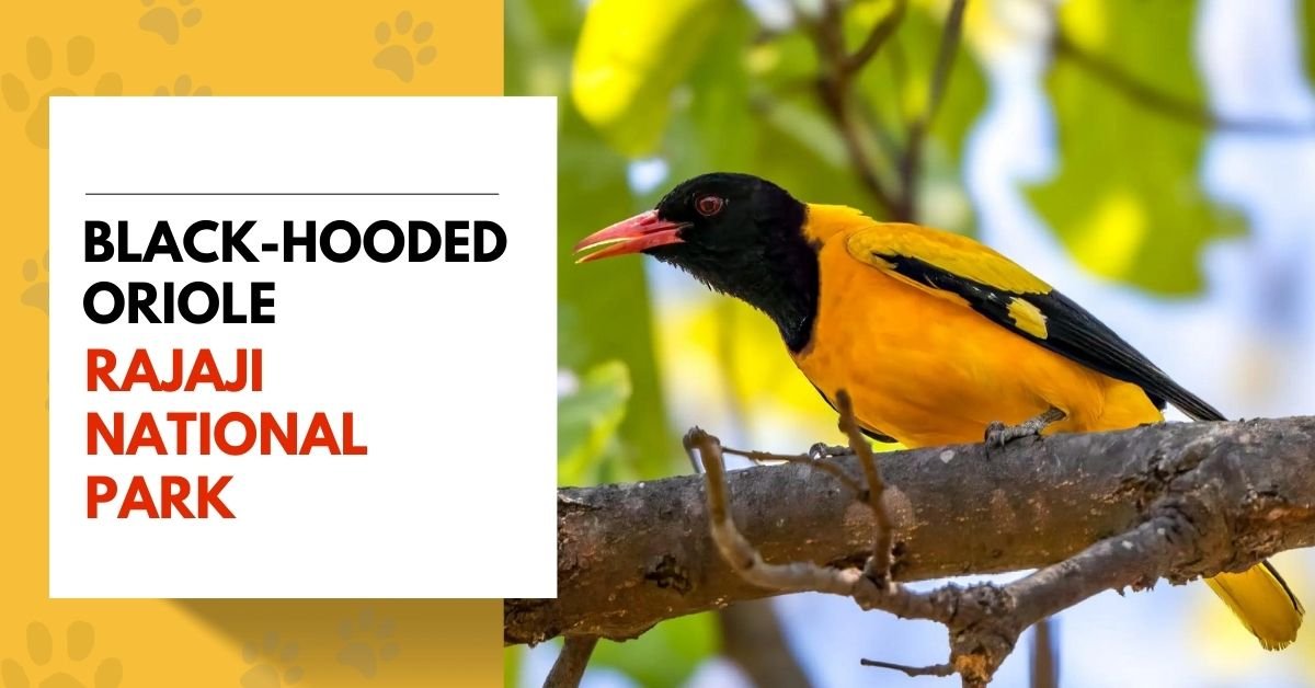 Black-Hooded Oriole in Rajaji National Park