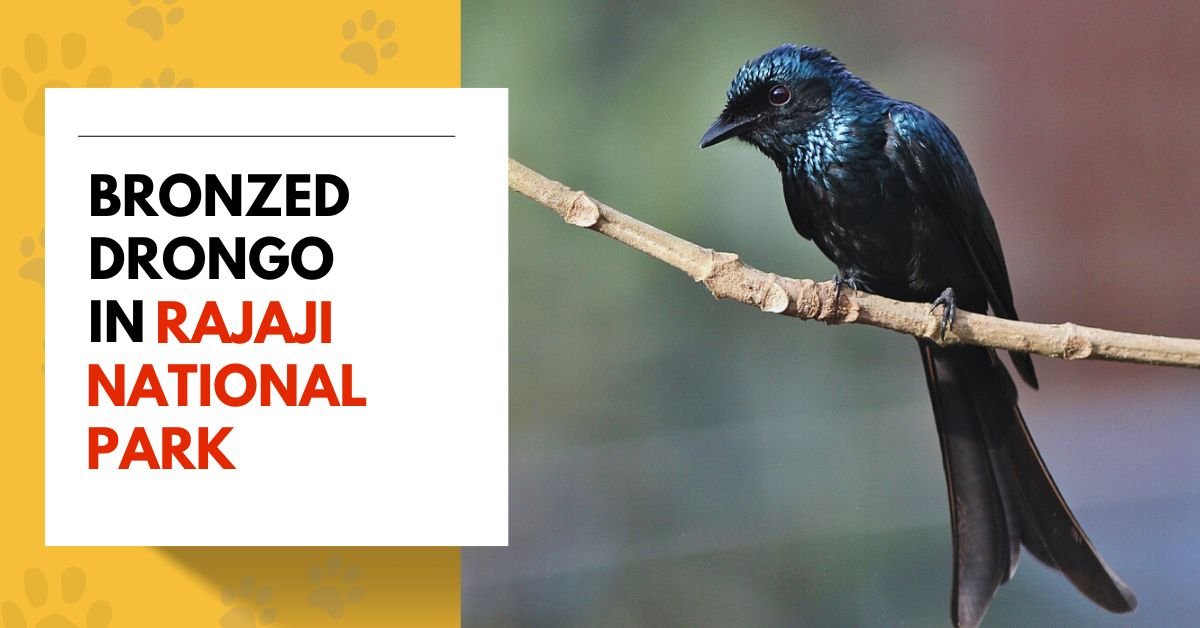 Bronzed Drongo in Rajaji National Park