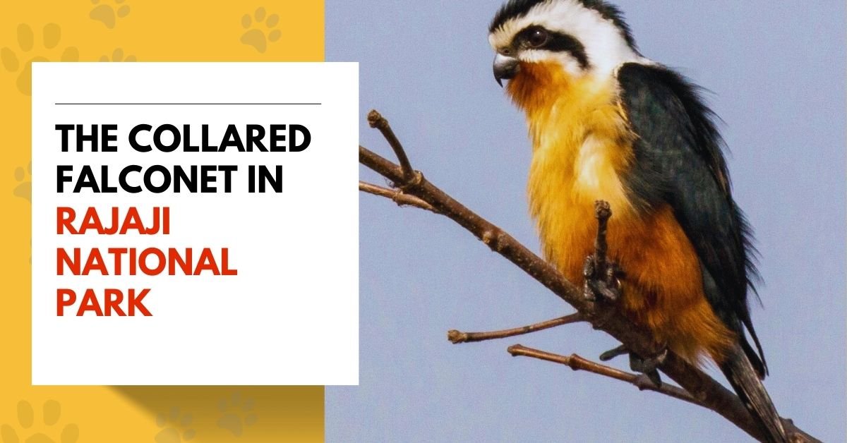 The Collared Falconet in Rajaji National Park