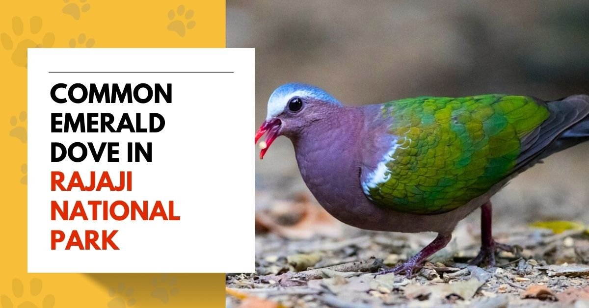 Common Emerald Dove in Rajaji National Park
